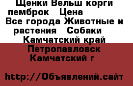 Щенки Вельш корги пемброк › Цена ­ 35 000 - Все города Животные и растения » Собаки   . Камчатский край,Петропавловск-Камчатский г.